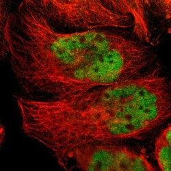 TR4/NR2C2 Antibody, Novus Biologicals:Antibodies:Primary Antibodies